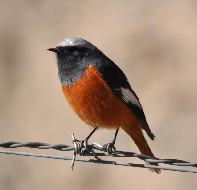 white winged redstart male on barbed wire